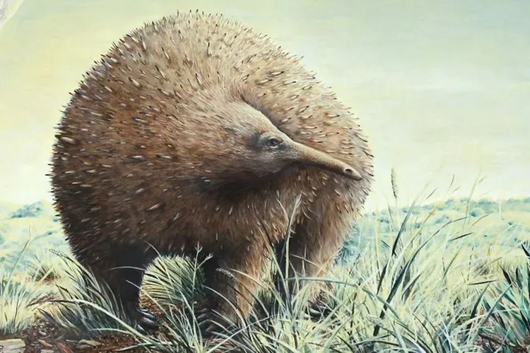 Tersimpan di Museum Satu Abad, Fosil Ini Ternyata Landak Semut Purba Seberat 15 Kg