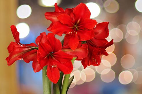 4 Pilihan Bunga Berwarna Merah untuk Dekorasi Tahun Baru Imlek