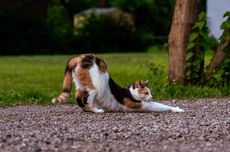 Pria yang Viral Makan Kucing Ternyata Pemilik Kosan di Semarang