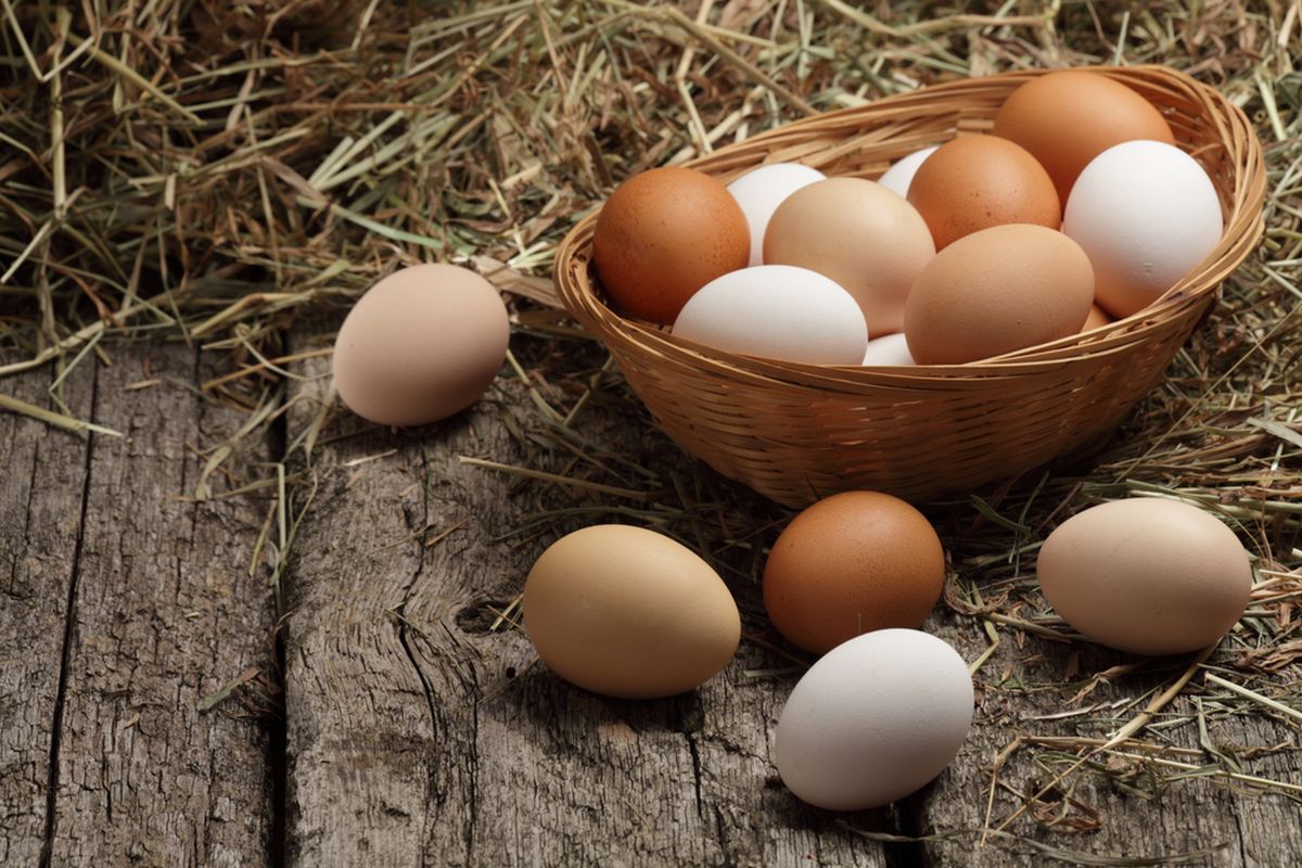 Ilustrasi telur ayam. 