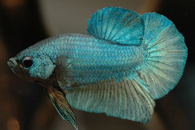 Ilustrasi ikan cupang.