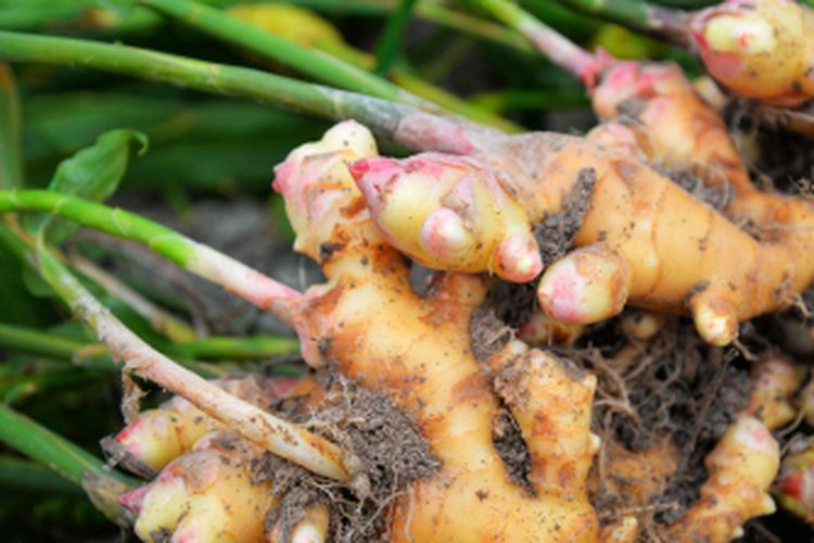 Ilustrasi tanaman jahe