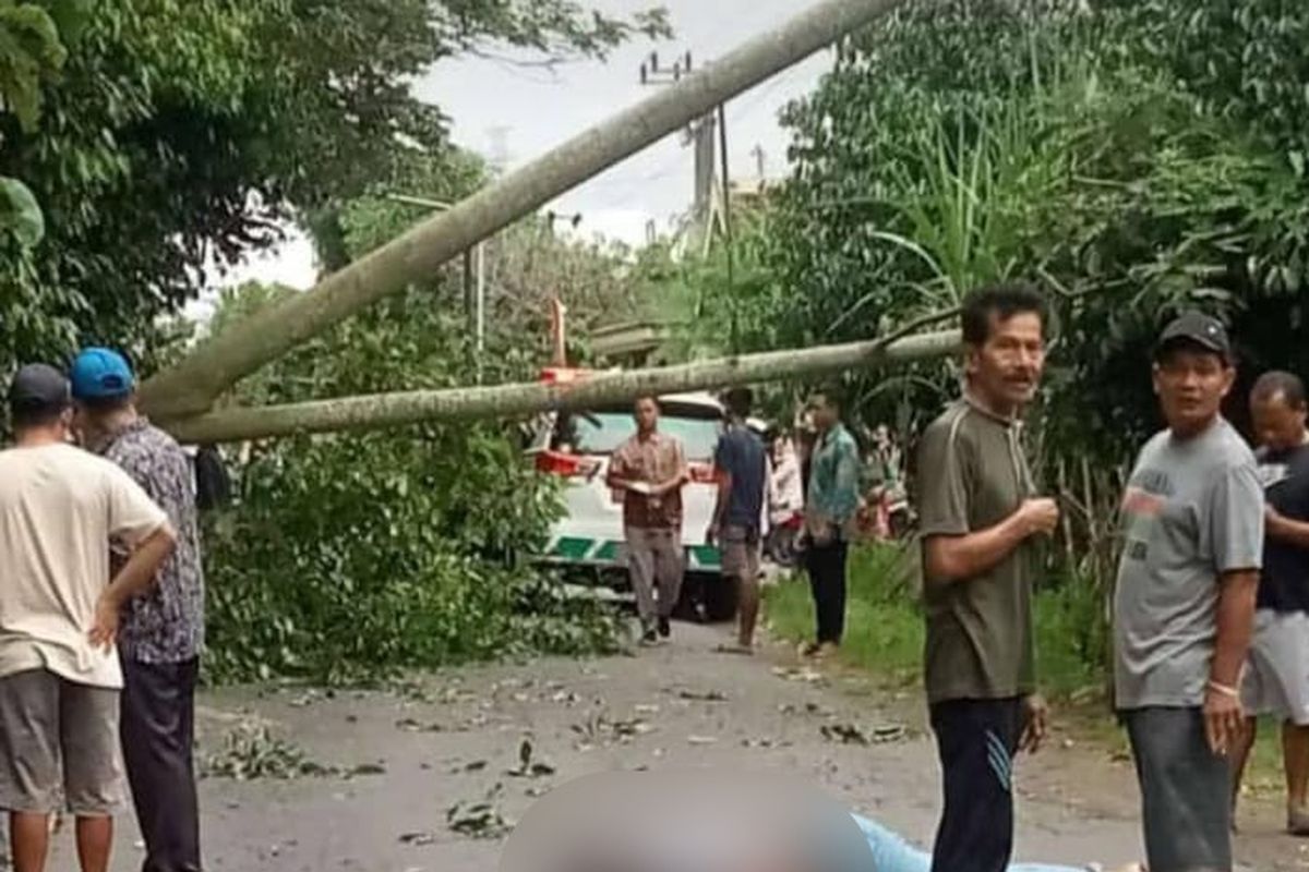 Seorang pengendara motor tewas tertimpa pohon tumbang di jalur Plosoklaten -Gurah, Kabupaten Kediri, Jawa Timur, Kamis (30/1/2025).