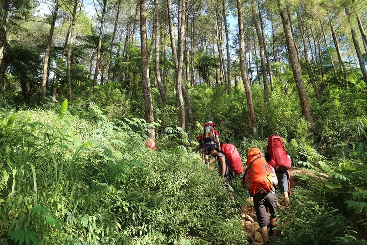 Pendaki melewati jalur pendakian Gunung Ciremai dari Base Camp Palutungan di Desa Cisantana, Kecamatan Cigugur, Kabupaten Kuningan, Jawa Barat. Gunung Ciremai merupakan gunung tertinggi di Jawa Barat yang memiliki ketinggian 3.078 meter di atas permukaan laut (mdpl).