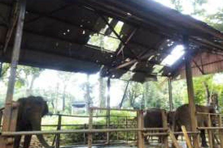 Kondisi kandang gajah di Kebun Binatang Bandung yang kondisinya memprihatinkan. BBKSDA turut menyoroti soal kelayakan kandang satwa pasca kematian gajah Yani.