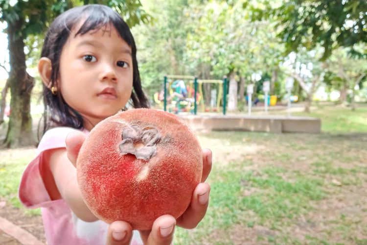 Seorang anak bernama Ratna Esa memerlihatkan buah bisbul yang baru jatuh dari pohonnya di taman hijau Bukit Baru, Pangkalpinang, Sabtu (19/2/2022).