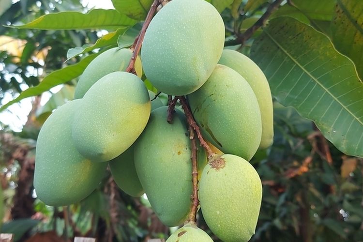 Ilustrasi mangga harum manis, pohon mangga harum manis, tanaman mangga harum manis. 