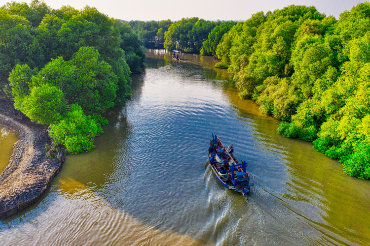 Ilustrasi tanaman mangrove