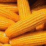 Apa Saja Manfaat Jagung untuk Kesehatan?