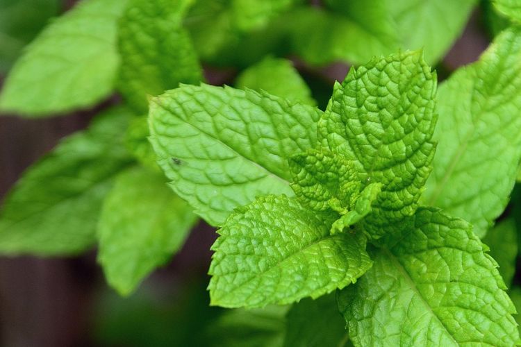 Daun mint