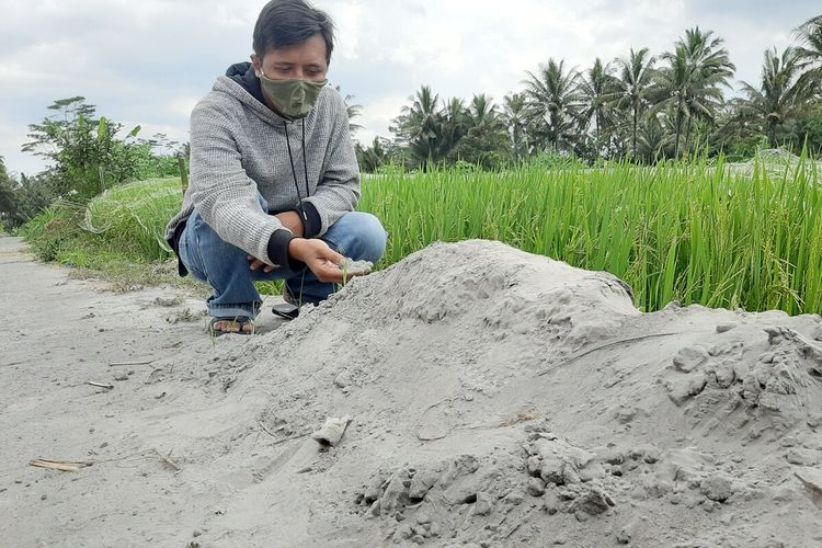 Petani Di Sleman Menjerit Sawah Terendam Abu Vulkanik Diduga Akibat Tambang Halaman All Kompas Com