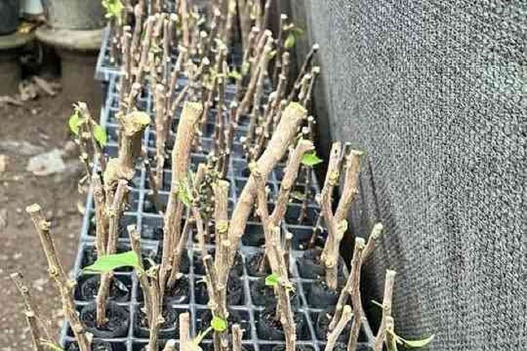 Saat Gelas Bekas Menjadi Harapan Baru bagi Bibit Bugenvil