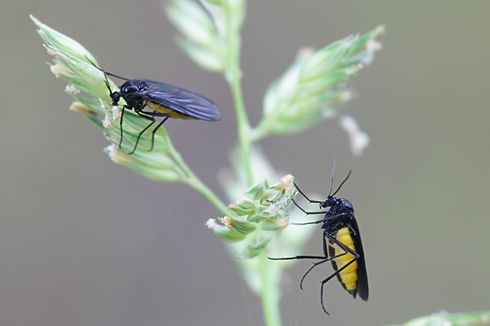 4 Bahan Alami yang Dapat Digunakan untuk Membuat Insektisida