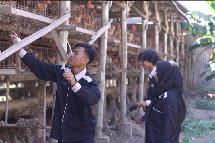 Tekait program Pengabdian kepada Masyarakat (PKM), Akademi Komunitas Negeri Putra Sang Fajar Blitar (AKB) membantu peternak ayam petelur skala kecil di Desa Pojok, Kecamatan Wates, Kabupaten Kediri, Jawa Timur.