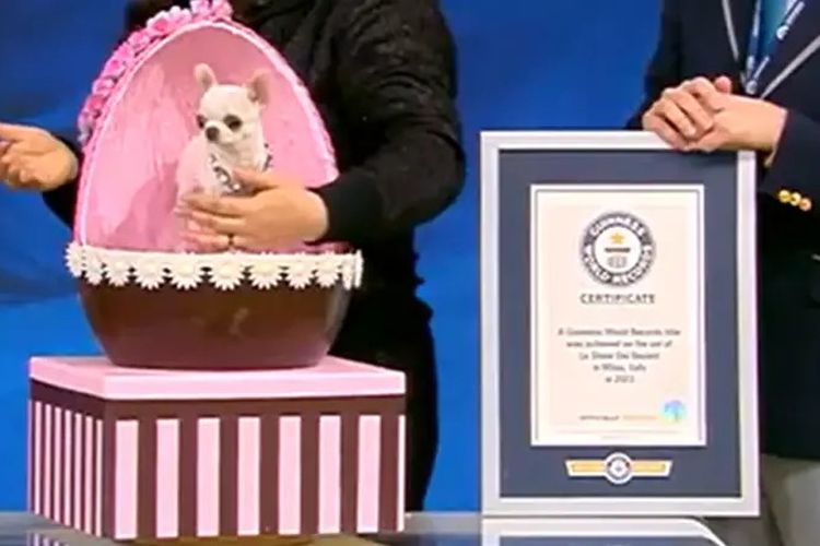 Pearl, anjing terpendek di dunia