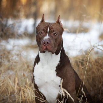 Ilustrasi anjing American Pit Bull Terrier.