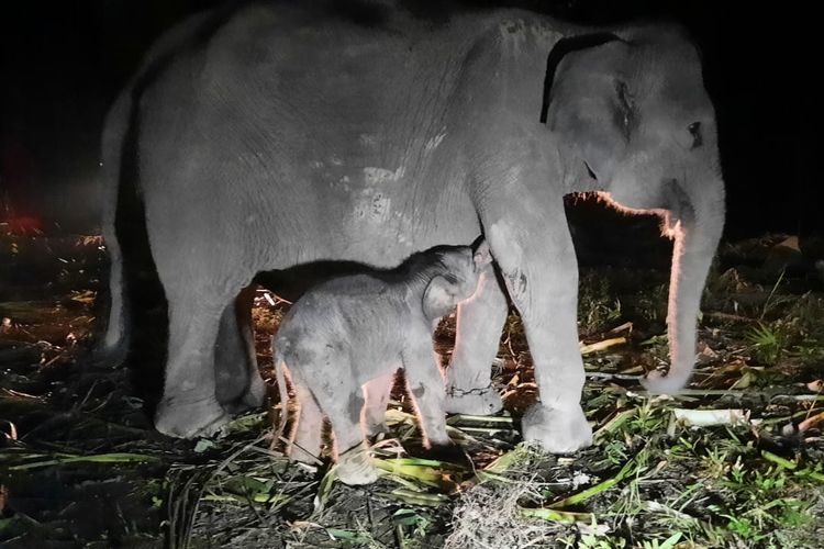 Seekor gajah sumatera betina yang baru lahir pada 6 April dengan berat 75 kg, berdiri di samping induknya, seekor gajah berusia 20 tahun bernama Puja, di Pusat Konservasi Gajah Sebanga di Bengkalis, provinsi Riau, pada 6 April 2024.