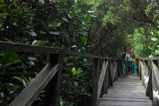 Serbuan Sampah di Konservasi Mangrove Balikpapan