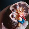 5 Hal yang Harus Dihindari agar Ginjal Tidak Rusak