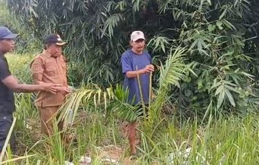 Jadi Perhatian Dedi Mulyadi, Kebun Sawit di Bukit Cigobang Cirebon Tak Berizin