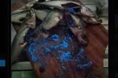 Viral, Unggahan Butiran Berwarna Biru Terang dari Perut Ikan, Apa Itu?