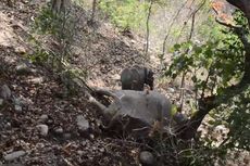 Anak Gajah Ini Tidak Ingin Berpisah dari Induknya yang Sudah Mati