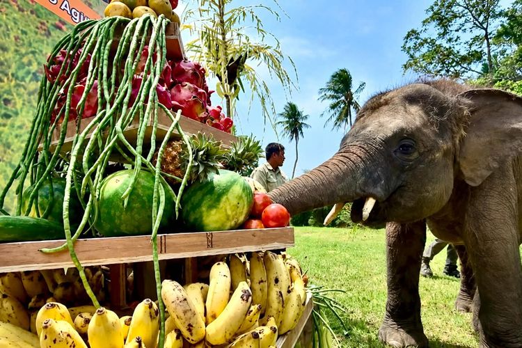 Rawana Rayakan Usia 4 Tahun, Gajah Lahir di Lembah Hijau yang Makin Pandai