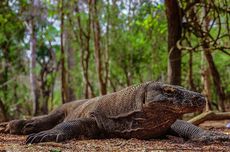 Fakta-fakta Racun Komodo, Predator Puncak yang Sangat Berbahaya