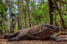 Komodo Melintas di  Wisata Golo Mori NTT, Jangan Berwisata Tanpa Pemandu