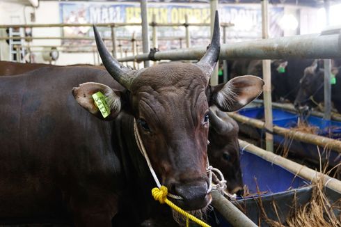 Ini Syarat dan Cara Penyembelihan Hewan Kurban di Bekasi