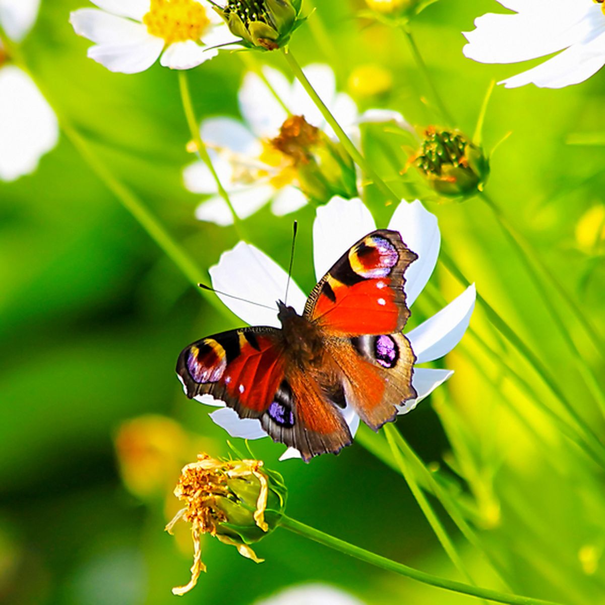 Bagaimana Cara Bunga Menarik Hewan Penyerbuk?