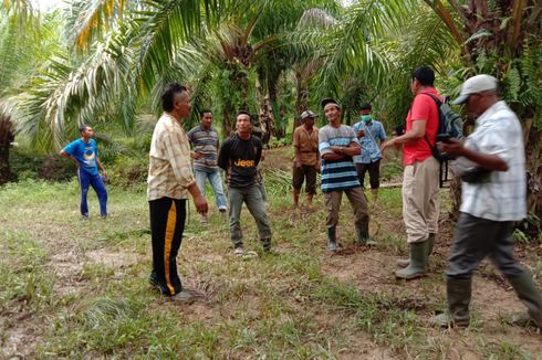 5 Sapi Dimangsa Harimau, Warga Mengungsi dan BKSDA Turunkan Pawang