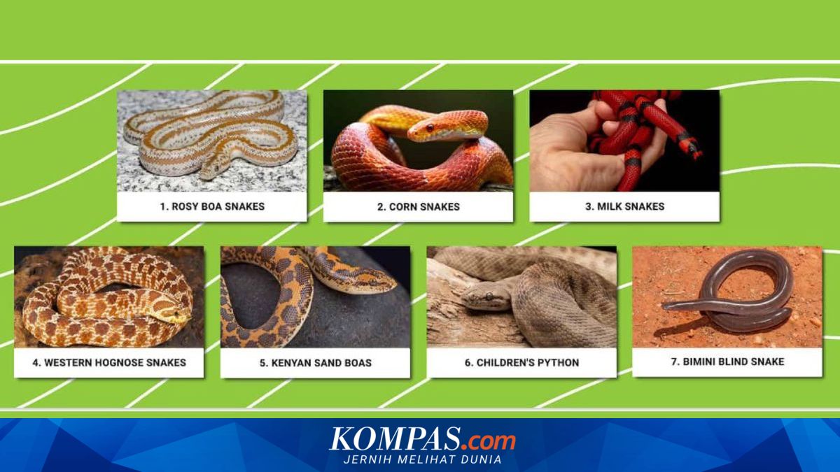 Pilihan Peliharaan untuk Kamu yang Suka Ular Kecil