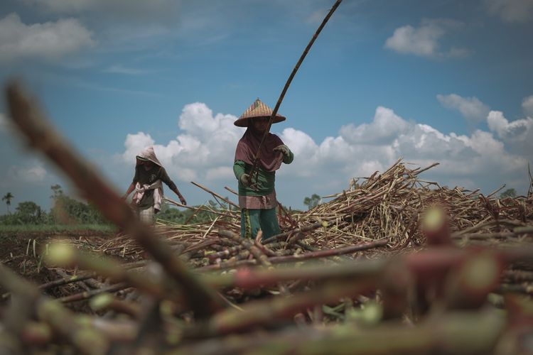 Tebu Sudah Digiling, Petani Menyusun Harapan Baru