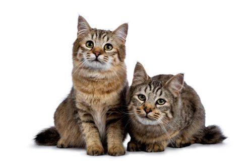Mengenal Ras Kucing Pixie Bob, Karakteristik dan Cara Perawatannya