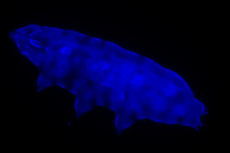 Temuan Baru, Makhluk Nyaris Abadi Tardigrade Tahan Radiasi UV Mematikan