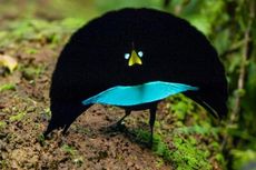 Papua Barat Punya Spesies Cenderawasih Endemik, Dijuluki Superb Bird of Paradise