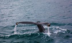 Suara Bising dari Aktivitas Laut Kacaukan Paus Berkomunikasi