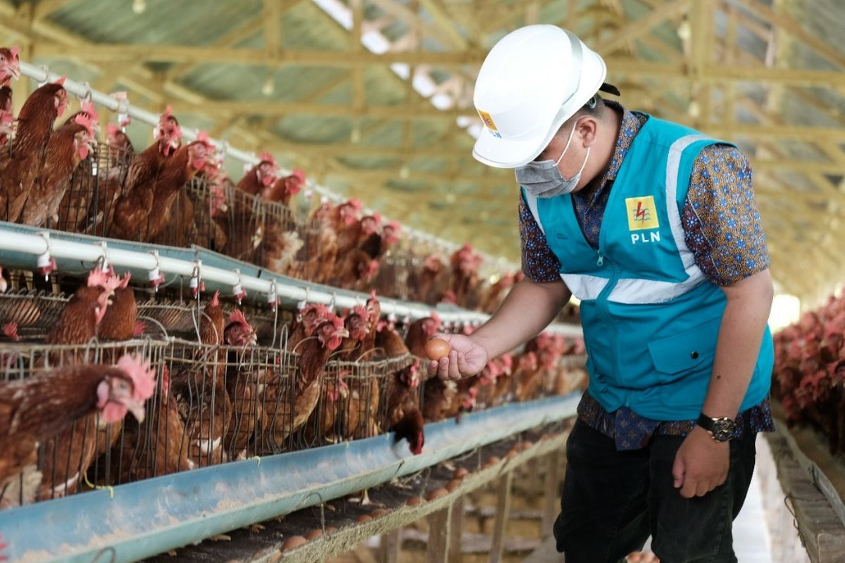 Peternak Ayam dengan metode close farm