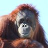 Polda Sumut Limpahkan Berkas Perdagangan Orangutan ke Kejati
