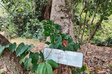 Menjelajahi Taman Hutan Raya Pancoran Mas Depok, Cagar Alam Tertua di Indonesia