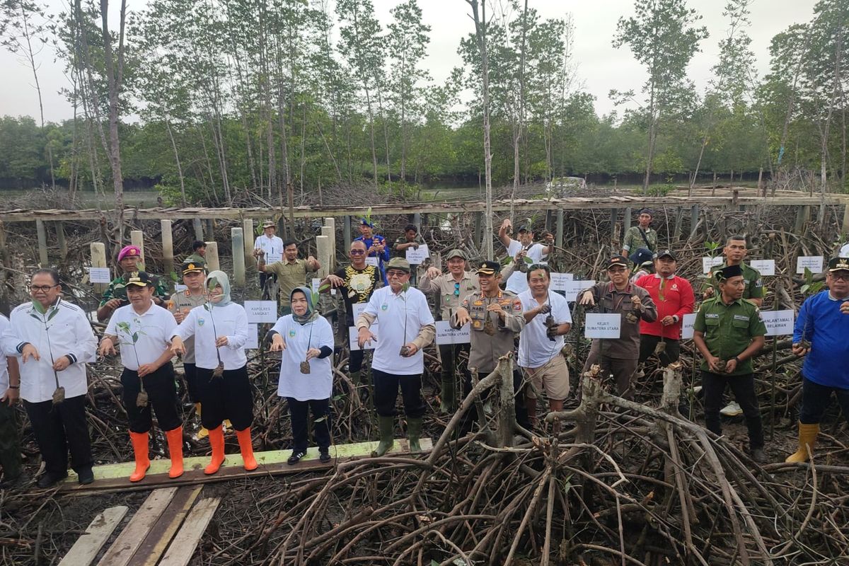 Badan Restorasi Gambut dan Mangrove (BRGM) bersama Pemerintah Provinsi (Pemprov) Sumatera Utara (Sumut) menggelar kegiatan penanaman 10.000 bibit mangrove di kawasan wisata mangrove Lubuk Kertang, Kabupaten Langkat, Sumut, Kamis (12/10/2023). 