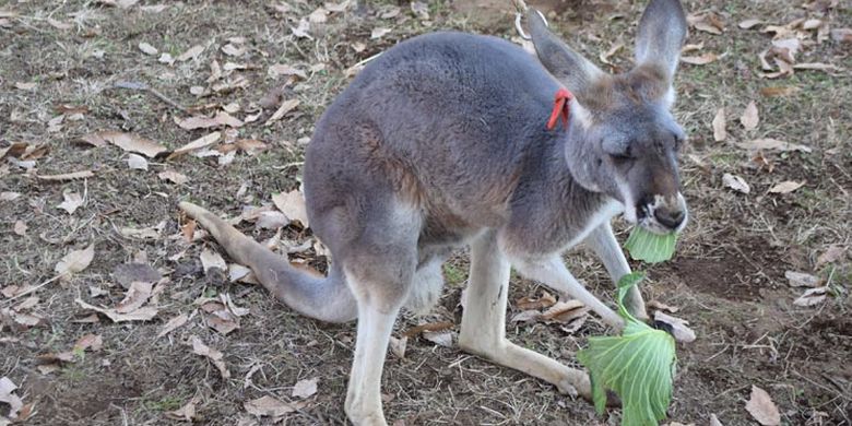 Unik Ada Peternakan Burung Unta Di Jepang
