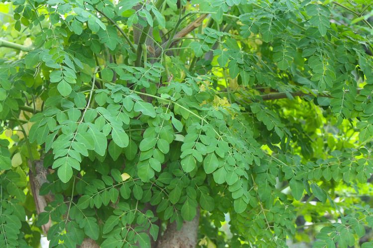 Ilustrasi daun kelor, pohon kelor.