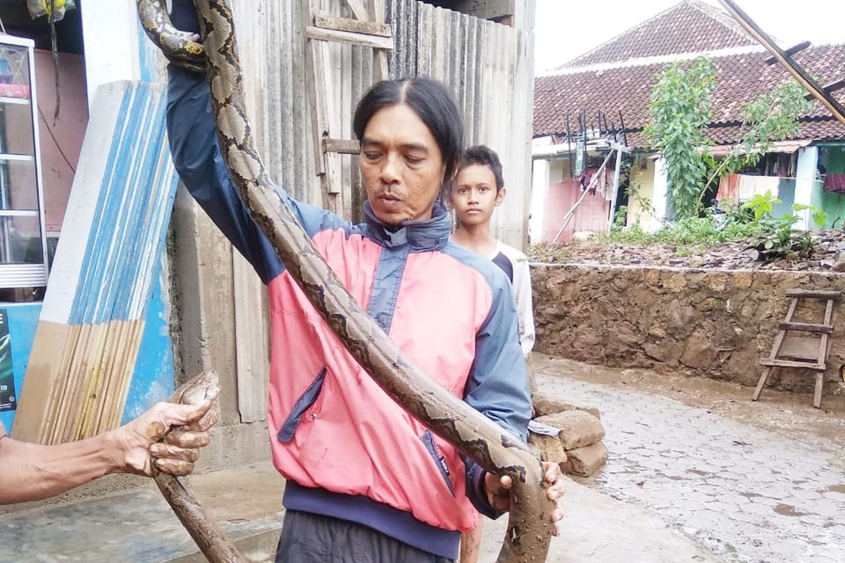 Ular sanca kembang yang ditemukan usai banjir di Bandar Lampung. Selama satu minggu hujan di Bandar Lampung, BPBD telah menangkap 4 ekor ular berukuran besar.