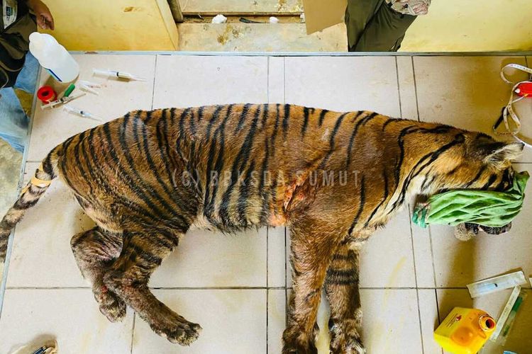 Petugas BBKSDA Sumatera Utara, melakukan pemeriksaan medis terhadap seekor harimau sumatera di Sanctuary Harimau Sumatera Barumun di Desa Batu Nanggar, Kecamatan Batang Onang, Kabupaten Padang Lawas Utara (Paluta), Sabtu (18/12/2021). Harimau tersebut ditemukan masuk ke dalam perangkap BBKSDA, setelah meresahkan warga di Kecamatan Sosopan, Kabupaten Padang Lawas, Kamis (16/12/2021).