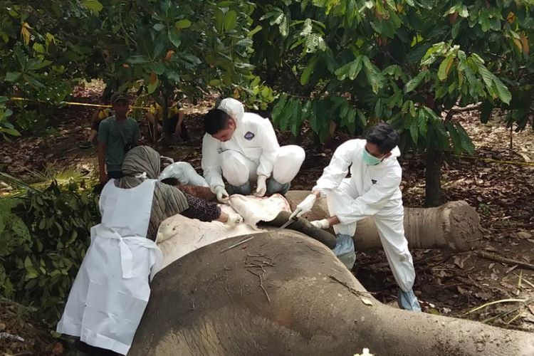 Badan Konservasi Sumber Daya Alam (BKSDA) Provinsi Aceh melakukan otopsi bangkai gajah di Desa Cikembun, Kecamatan Peureulak, Kabupaten Aceh Timur, Jumat (10/8/2018).