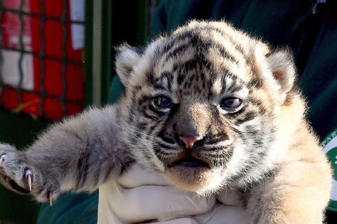 Bayi Harimau Sumatera Lahir di Roma Italia, Diberi Nama Terima Kashi