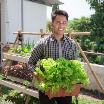 Ilustrasi berkebun, menanam sayuran di rumah. 