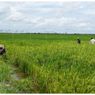 Food Estate di Kapuas dan Pulang Pisau, Petani Untung dan Lahan Makin Produktif